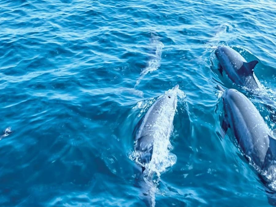 Mallorca: Dolphin Watching Glass-Bottom Boat Tour from Paguera
