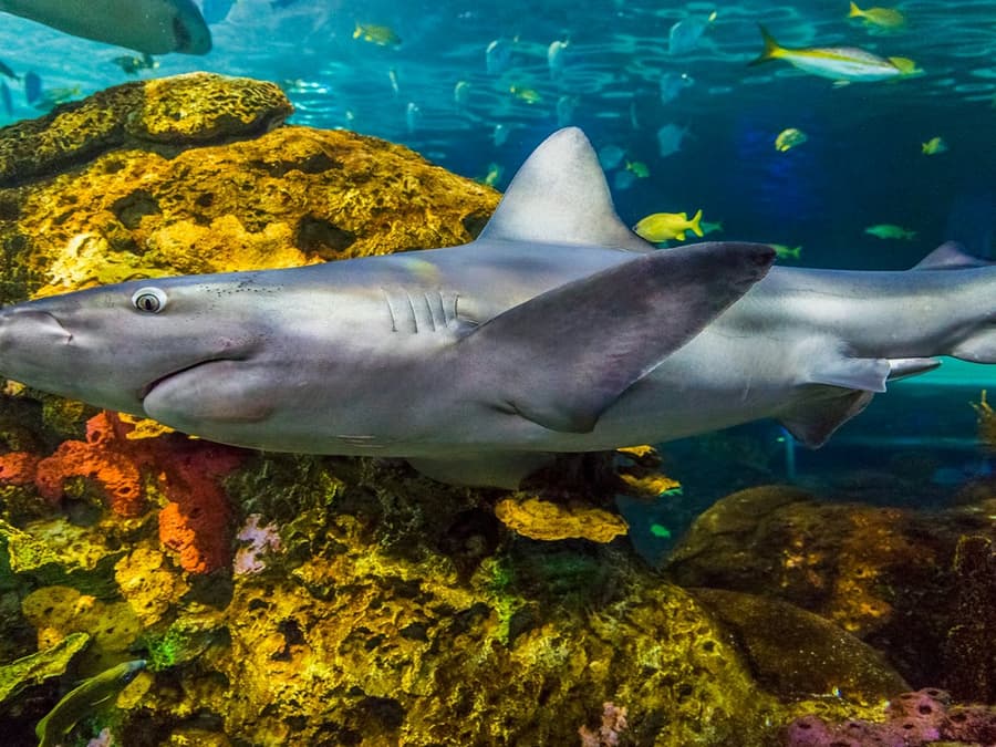 Ripley's Aquarium of Canada: Entry Ticket