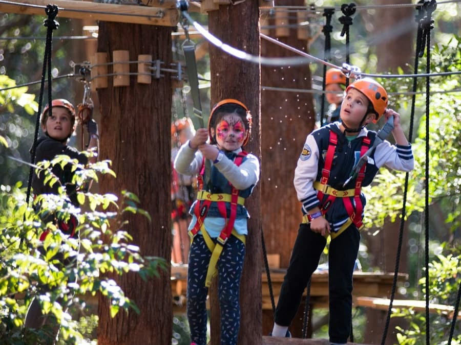 Treetops Adventure Belgrave: Junior Entry Ticket