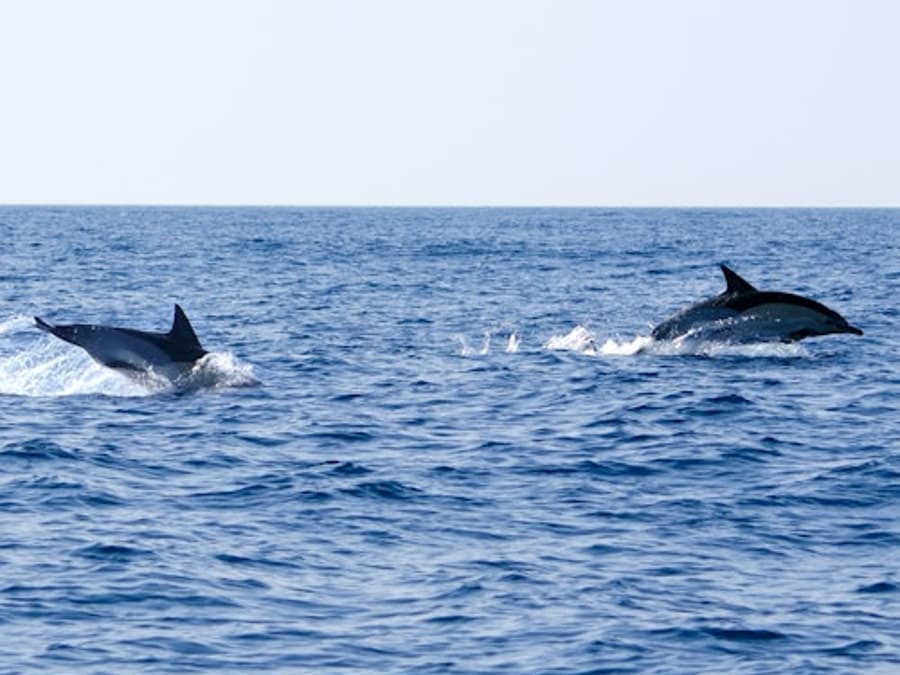 Olhão: Guided Dolphin Watching Boat Tour