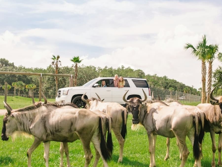 Wild Florida Drive-Thru Safari Park Admission