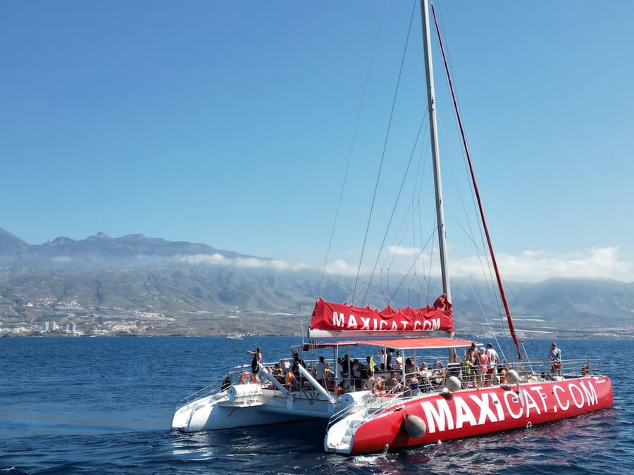 Tenerife: Dolphin & Whale Watching Catamaran Tour + Lunch + Transfers