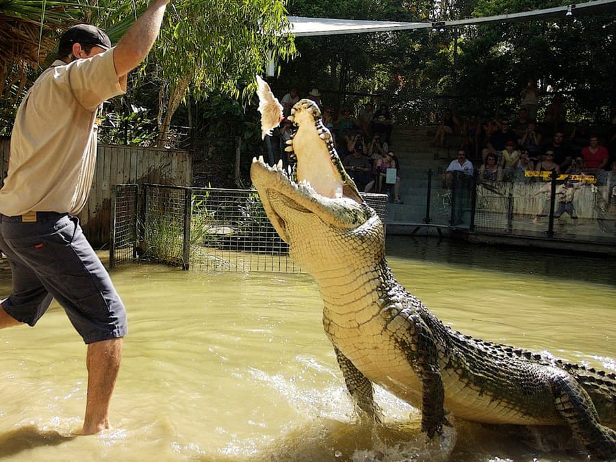 Hartley's Crocodile Adventures: Roundtrip from Cairns