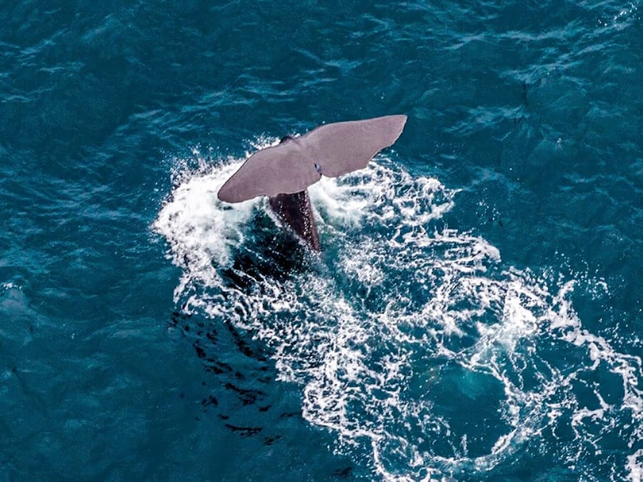 Kaikoura Whale-Watching Flight Experience