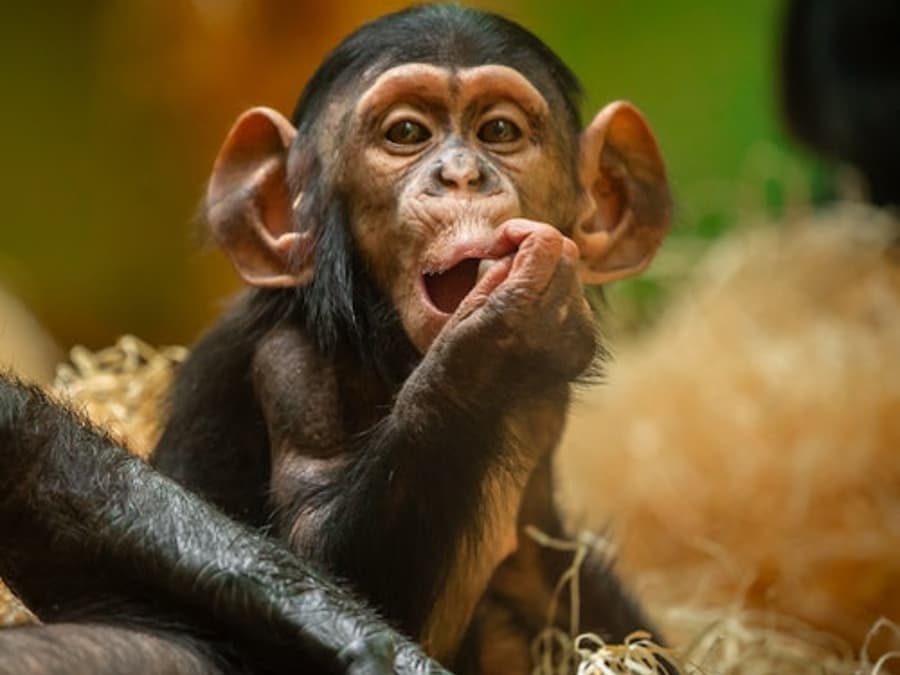 ZOO Antwerpen: Entry Ticket
