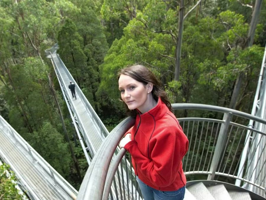 Otway Fly Treetop Adventures: Treetop Walk