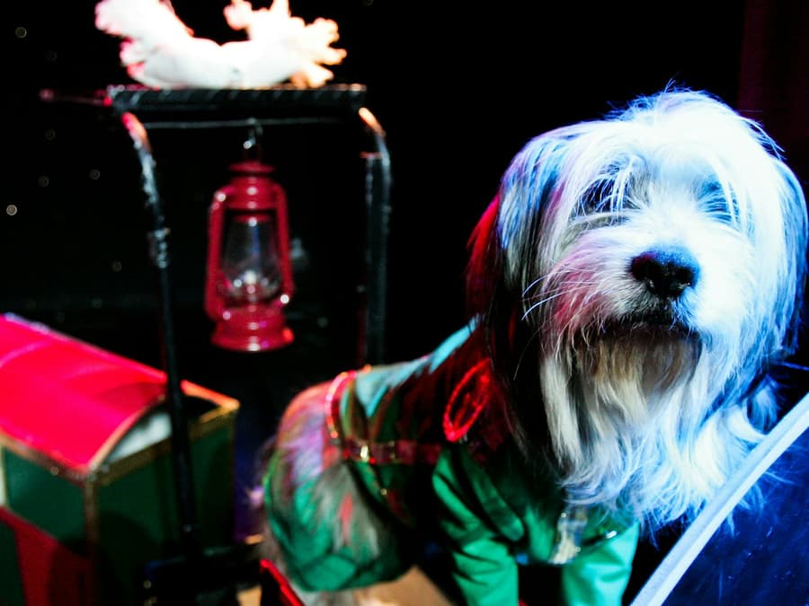 V Theater Las Vegas: Teatro de Comedia de Mascotas Popovich