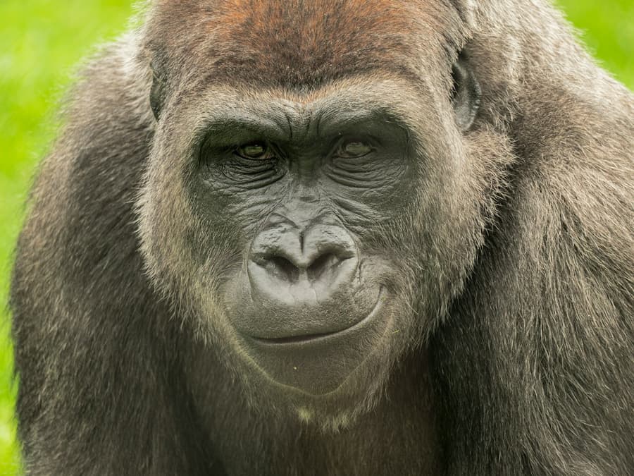 Franklin Park Zoo: Entry Ticket