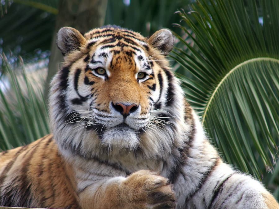 Lisbon Zoo: Fast Track Ticket