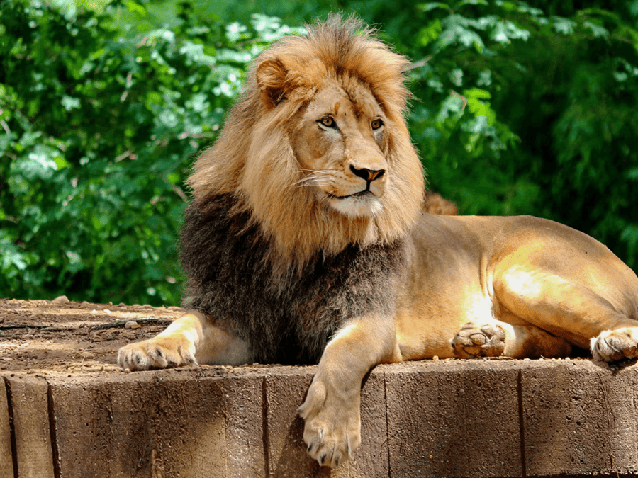 Bioparco - Zoo of Rome: Open Ticket