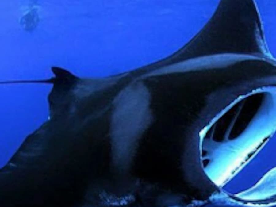 Manta Ray Night Adventure