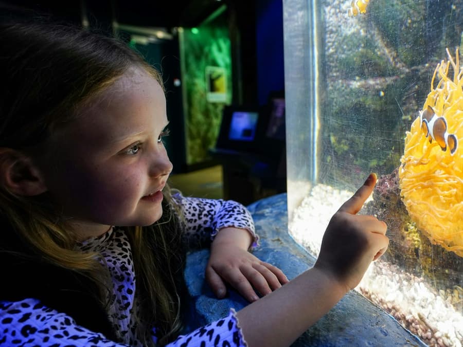 SEA LIFE Great Yarmouth: Entry Ticket