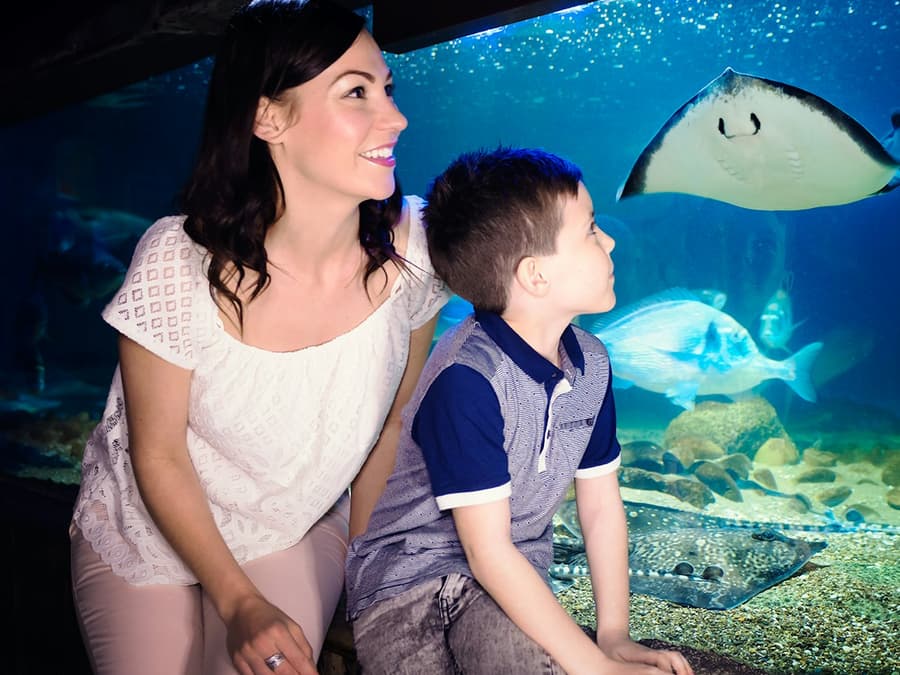 SEA LIFE Blankenberge: Entry Ticket
