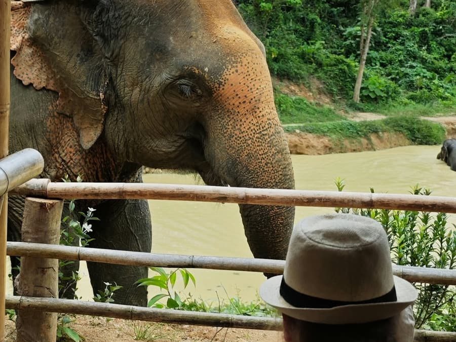 Hidden Forest Elephant Reserve Phuket: Guided Tour + Buffet