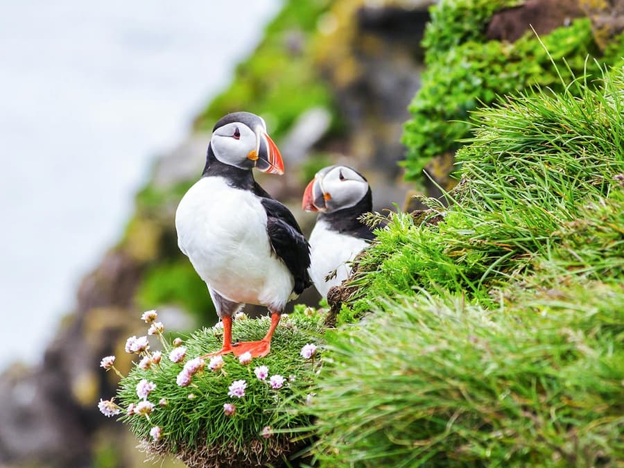 Reykjavik: Puffin Watching Boat Tour