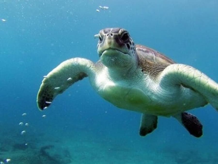 Tenerife: Guidet Kajak- og Snorkeltur