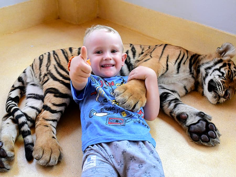 Tiger Park Tickets with Tiger Play Packages: Non-Thai Residents