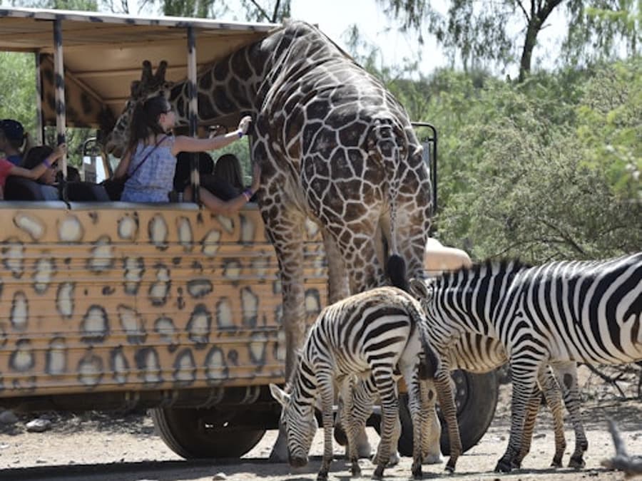 Out of Africa Wildlife Park: Entry Ticket