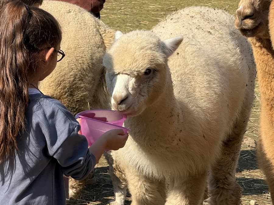 GROW UP - Alpaca del Monviso - Alpaca Farm: Guided Tour