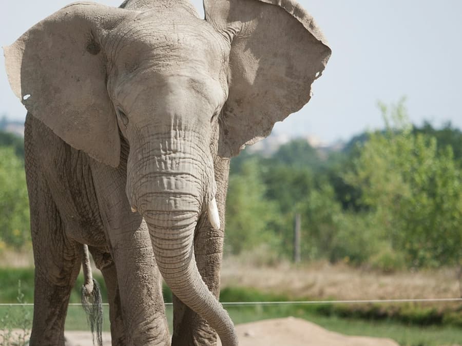 Safari de Peaugres: Entry Ticket