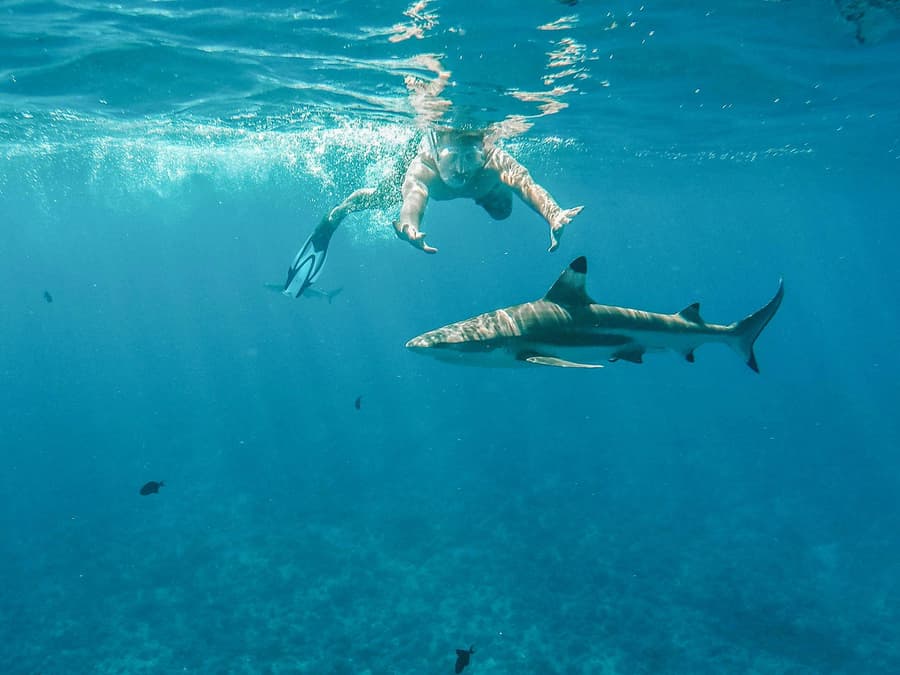 Snorkel with Sharks: Yasawa Island Day Trip With Buffet Lunch & Transfers