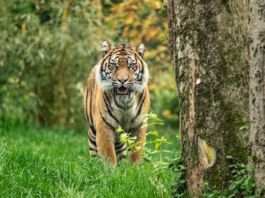 Nashville Zoo at Grassmere: Fast Track Ticket