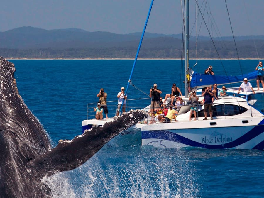 K'gari: Guided Whale Watching Tour from Hervey Bay + Lunch + Hotel Transfers