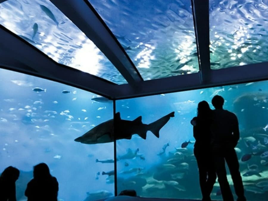 Palma Aquarium: Entry Ticket + Transfer from Calvià Area