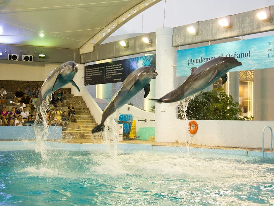 Interactive Aquarium Cancún: Entry Ticket + Dolphin Show