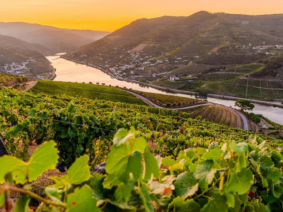Half Day Douro Valley Guided Tour with 1-Hour Pinhao Cruise & Wine Tastings