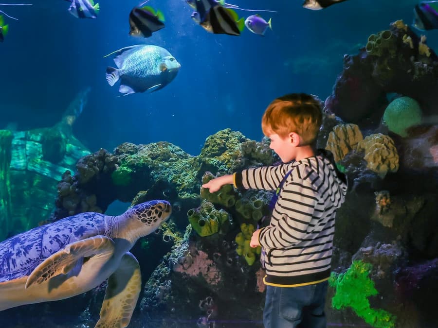 SEA LIFE Timmendorfer Strand: Entry Ticket