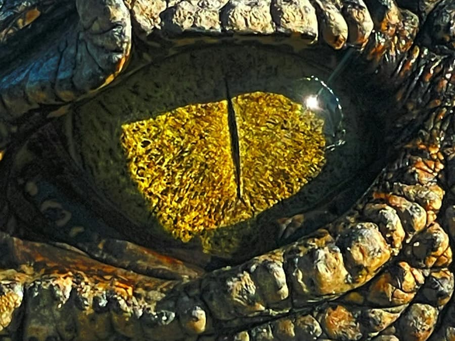 Koorana Crocodile Farm: Guided Tour