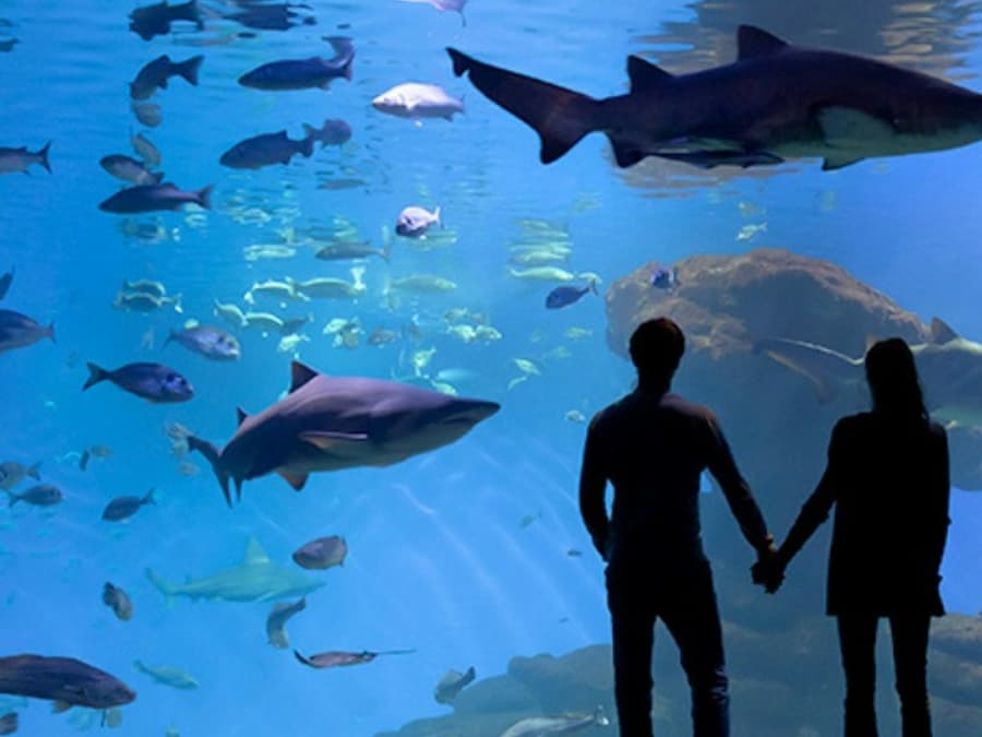 Palma Aquarium: Skip The Line Ticket + Optional 3D Cinema Aquadome