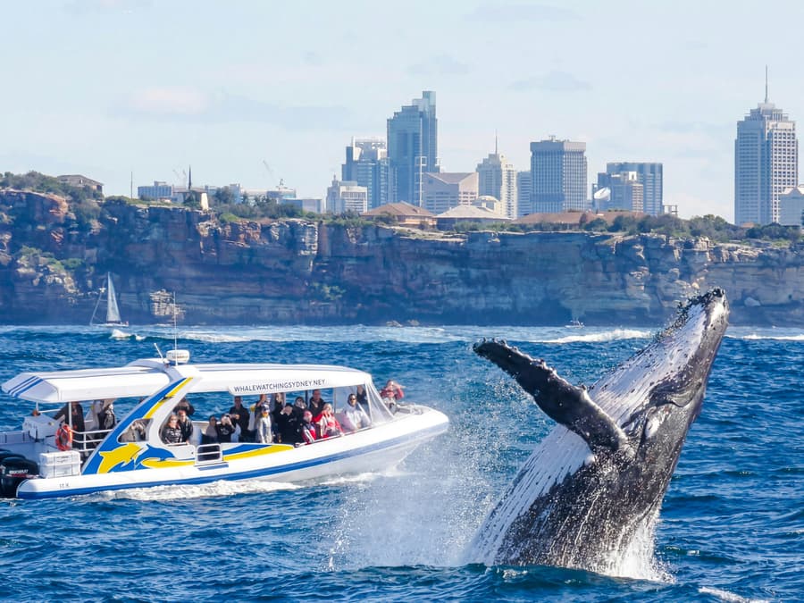 Sydney Whale Watching Cruise with 3 Viewing Decks by Fantasea