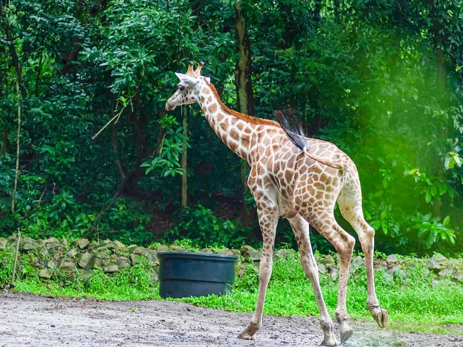 A'Famosa Melaka: Safari Wonderland Tickets