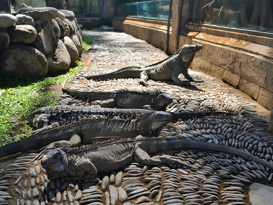 バリ爬虫類公園のチケット