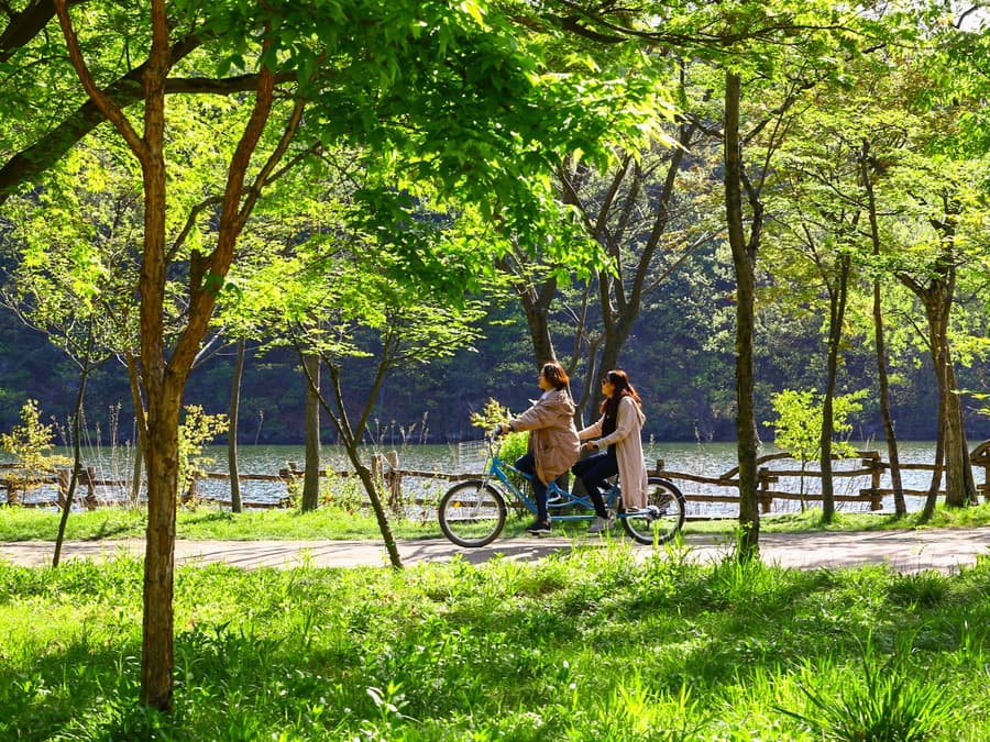 Des de Seül: Dia d'excursió a l'Alpaca World, l'Illa de Nami i el Jardí de la Matinada Tranquil·la