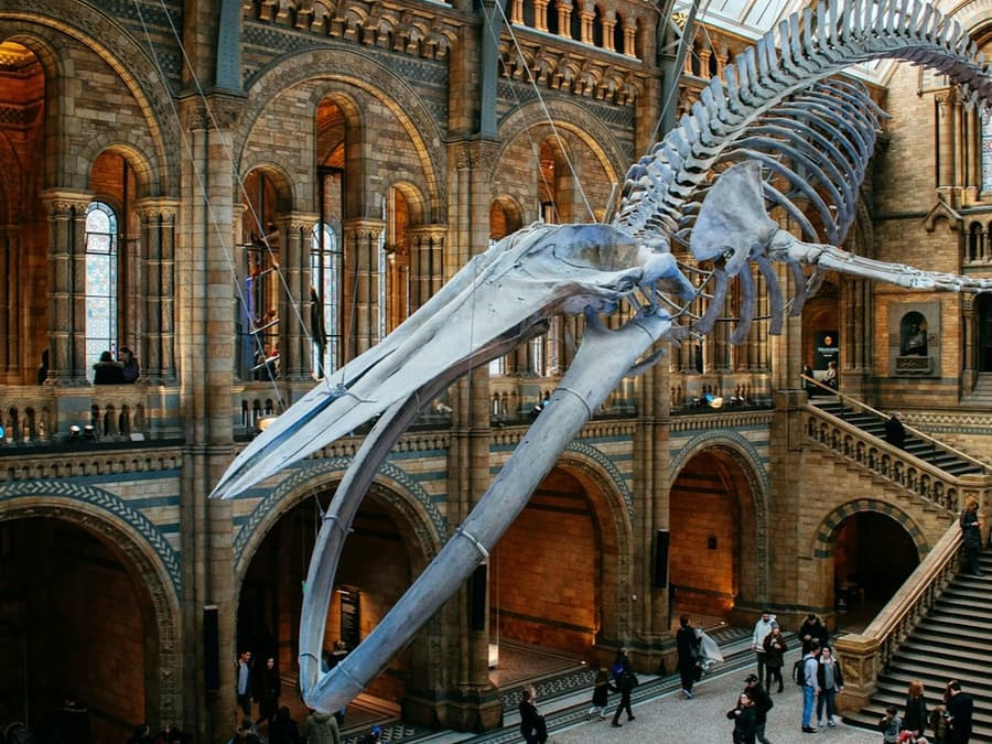 Natural History Museum London: Audio Guide App