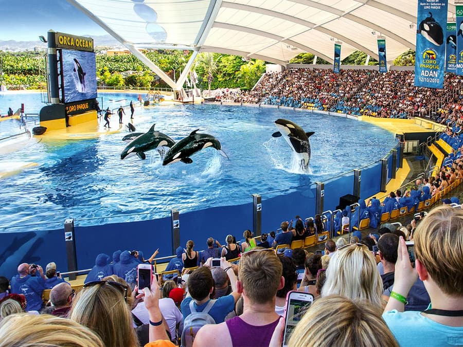 Loro Parque Entry Tickets