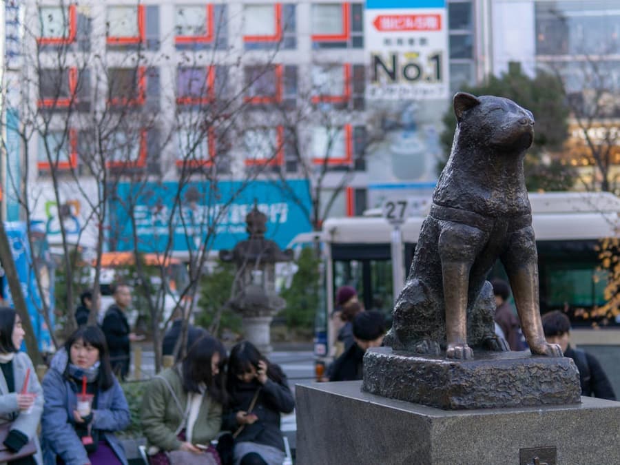 東京渋谷スカイ、スクランブル交差点、ハチ公ガイド付きウォーキングツアー、SHIBUYA SKY入場券付き