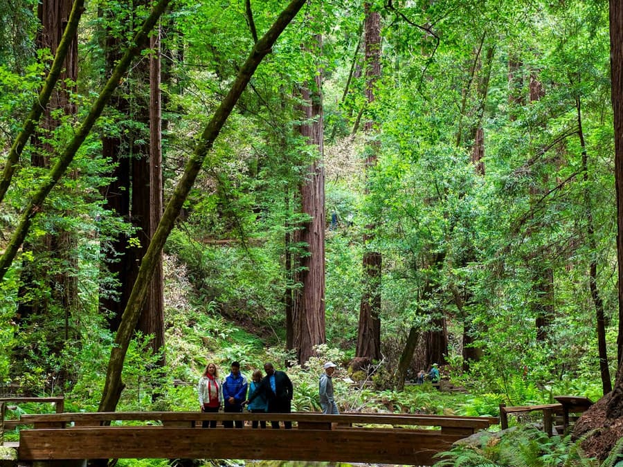 Muir Woods & Sausalito: Morning Tour from San Francisco