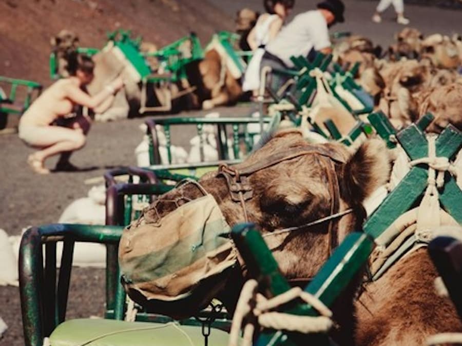 Maspalomas Dunes Camel Ride
