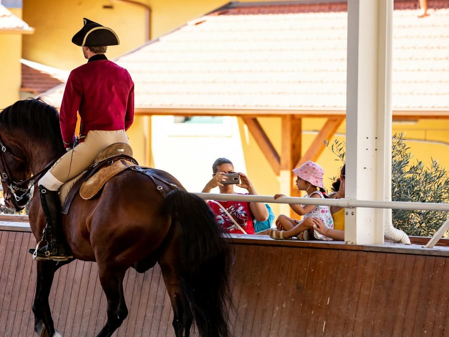 Portuguese School of Equestrian Art: Morning Training