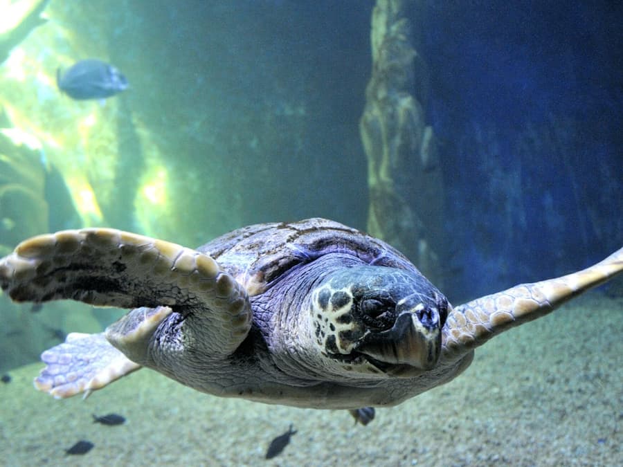 Aquarium of Cala Gonone: Entry Ticket