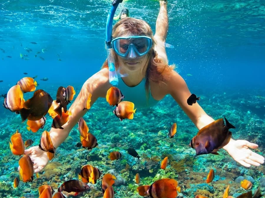 Kealakekua Bay: Ocean Safari Snorkel, Dolphin & Whale Watching