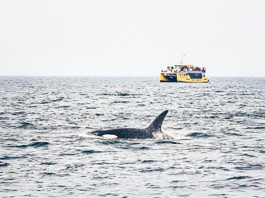 Victoria Whale Watching Tours by Covered Boat