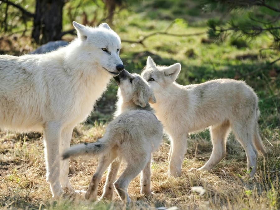 ZooParc de Beauval 1-Day Entry Ticket
