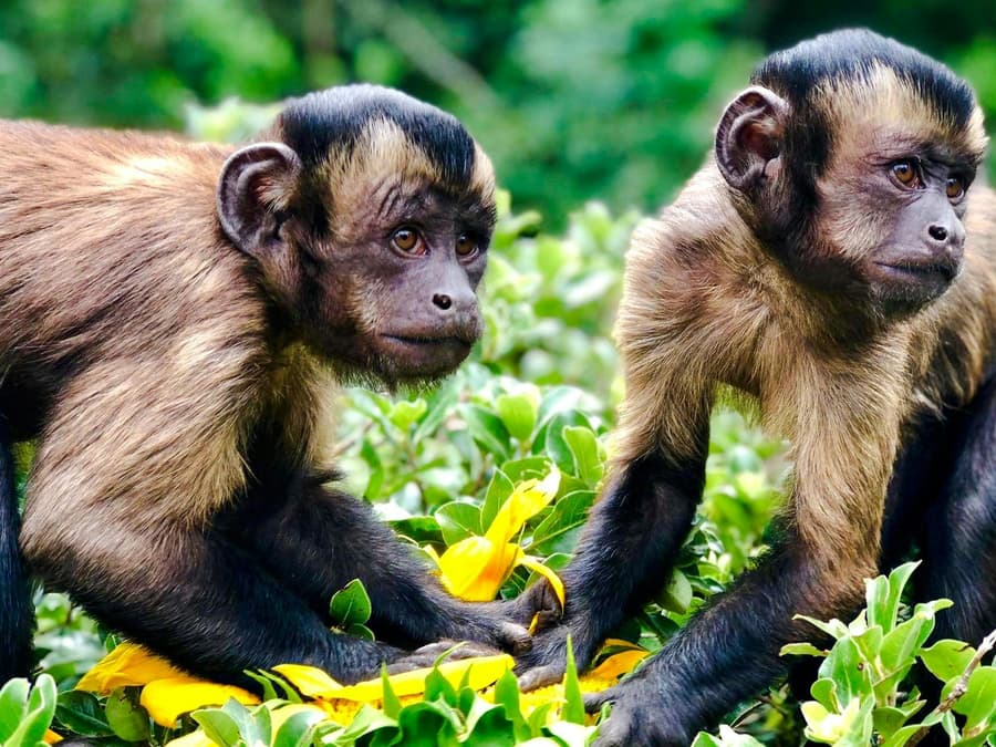 Willowbank Wildlife Reserve Tickets