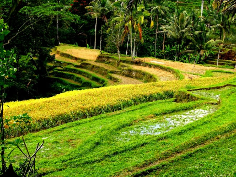 Bali: Firefly-Watching Experience + Traditional Dinner