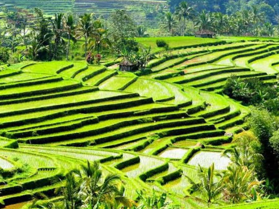 Pinakamahusay na Ubud Tour: Kagubatan ng Unggoy, Palayan na Hagdan-hagdang Taniman at Talon